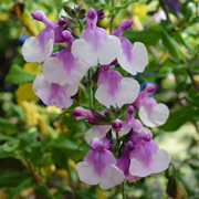 Salvia Raspberry Melba